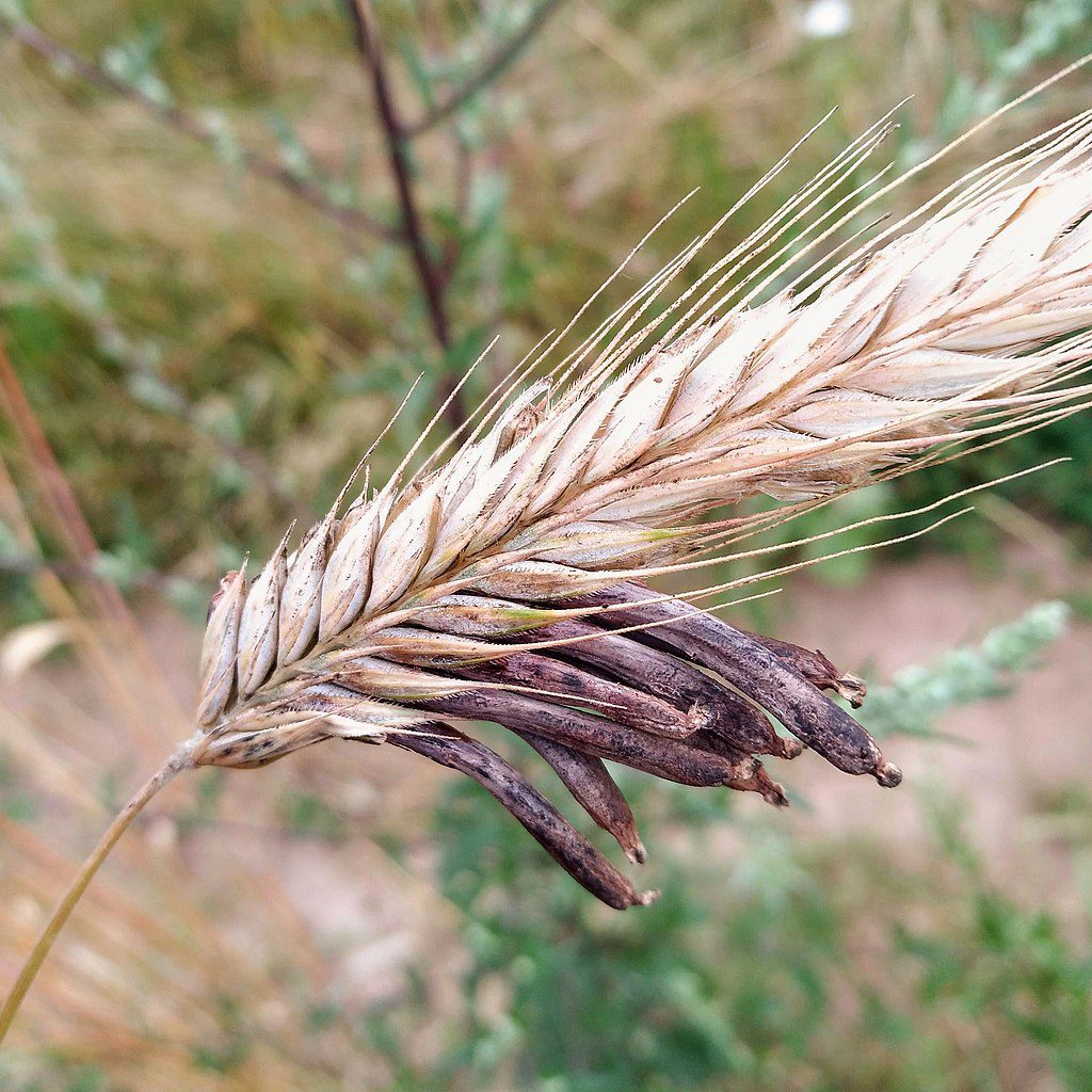 Ergot fungus infects wheat and produces alkaloids from which LSD was originally derived. Photo by Stiller Beobachter